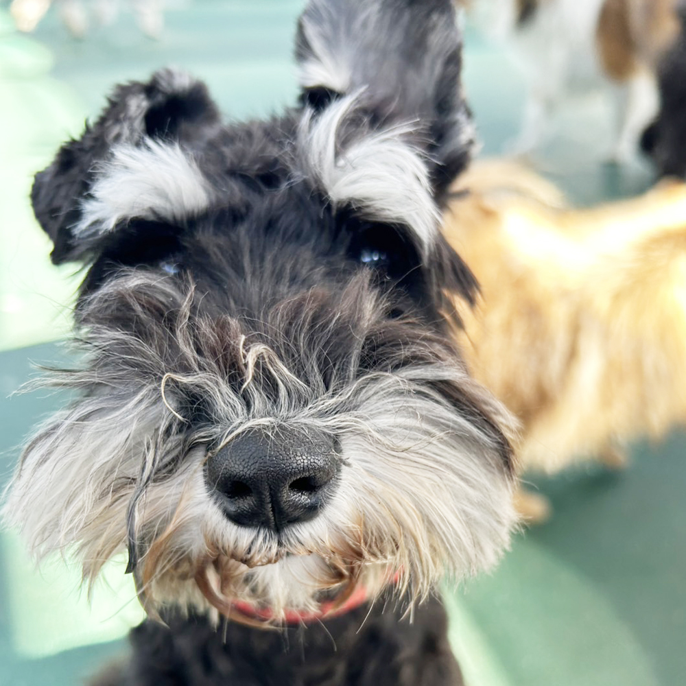 生徒が撮影したモデル犬たちの写真①